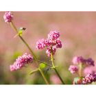 Red flower buckwheat II