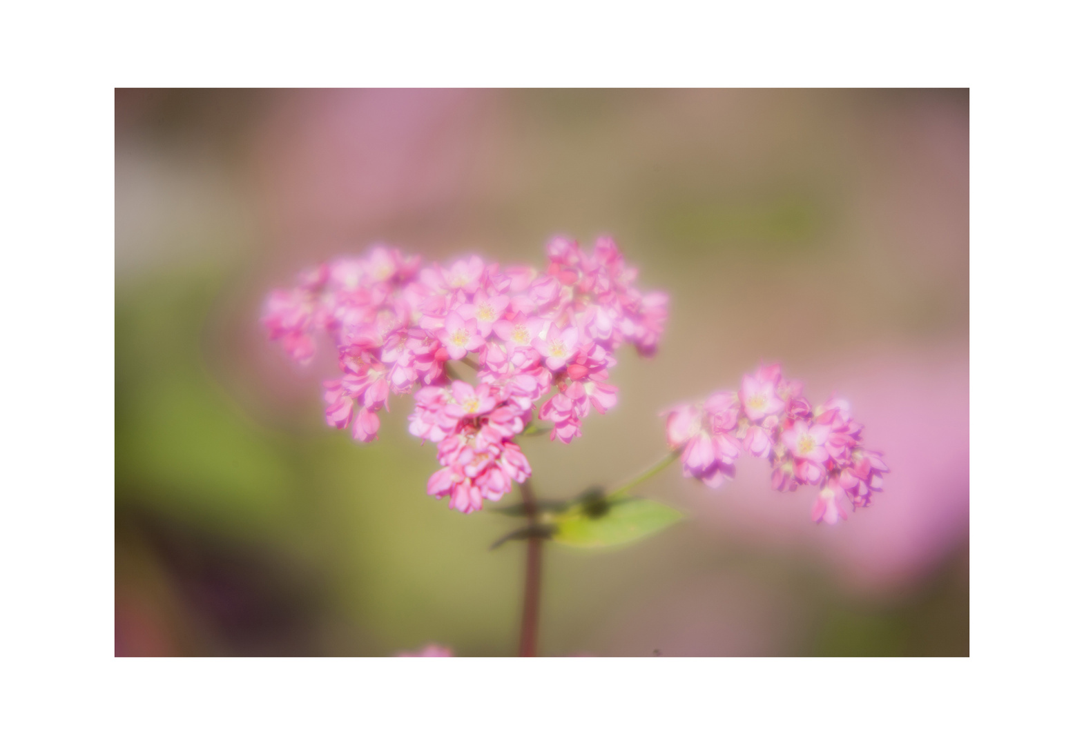 Red flower buckwheat III