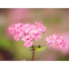 Red flower buckwheat III