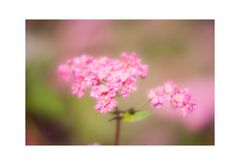 Red flower buckwheat III