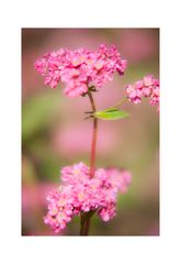 Red flower buckwheat IV