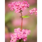 Red flower buckwheat IV