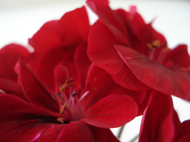 red flower