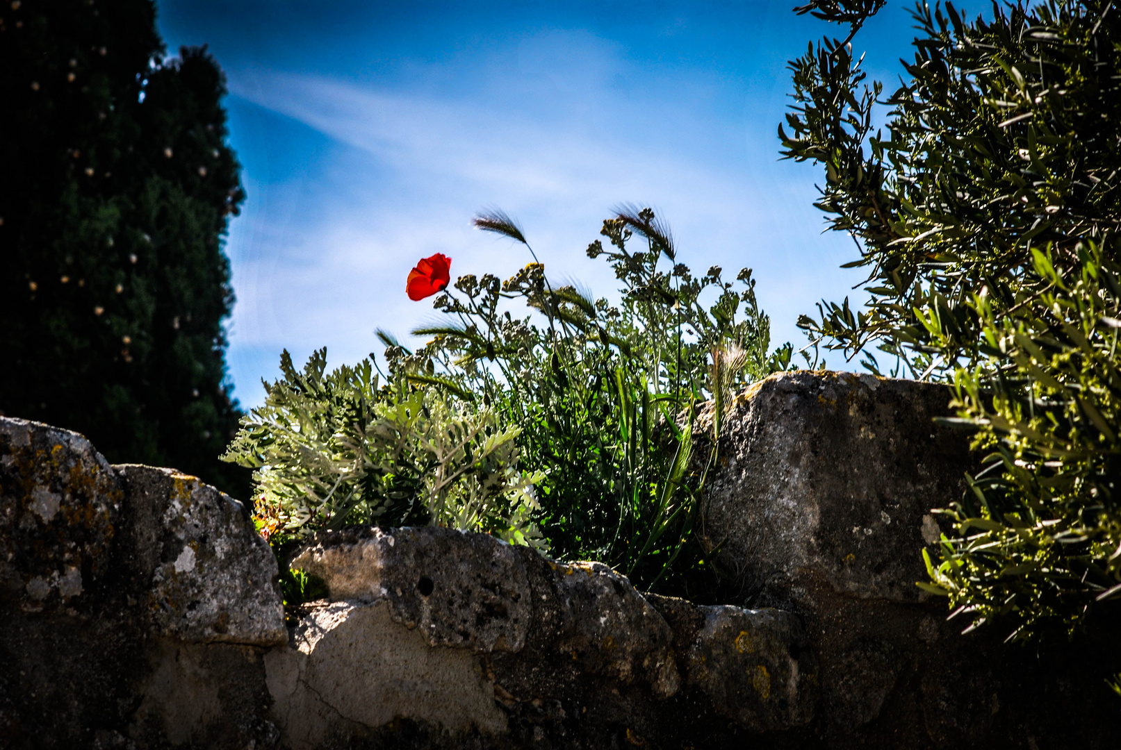 RED FLOWER