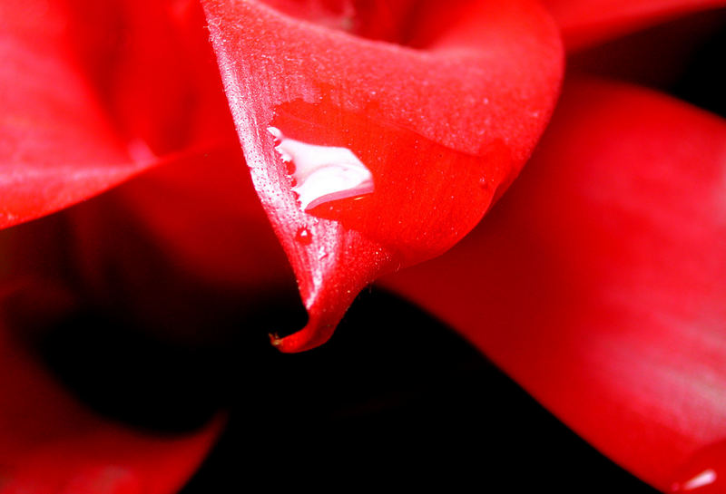 red flower^^