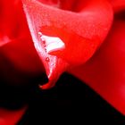 red flower^^