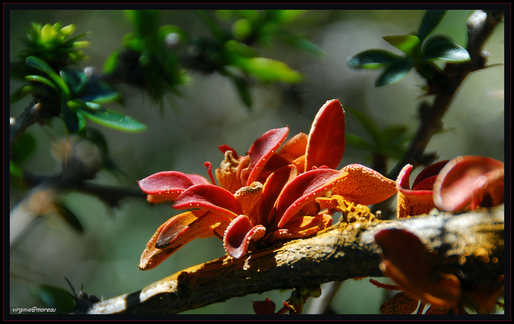 Red Flower