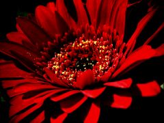 red flower