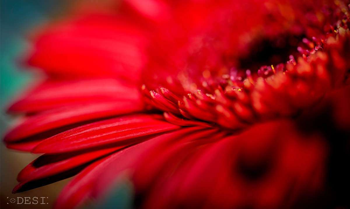 Red Flower