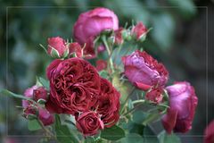 Red Flower Circus- Rose