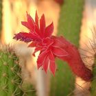 red flower