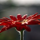 red Flower 