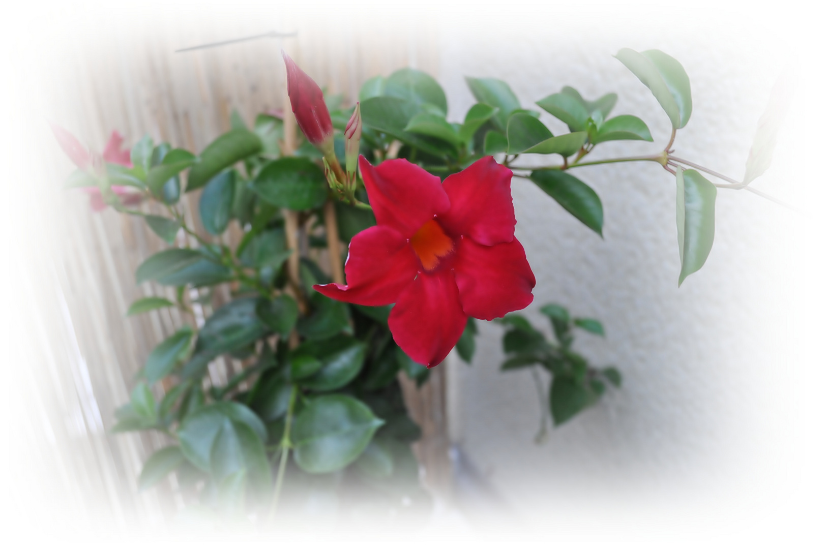 Red Flower