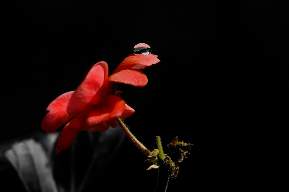 Red Flower Drop