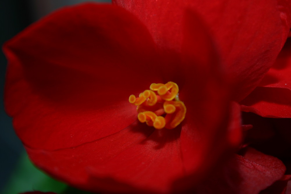 Red Flower