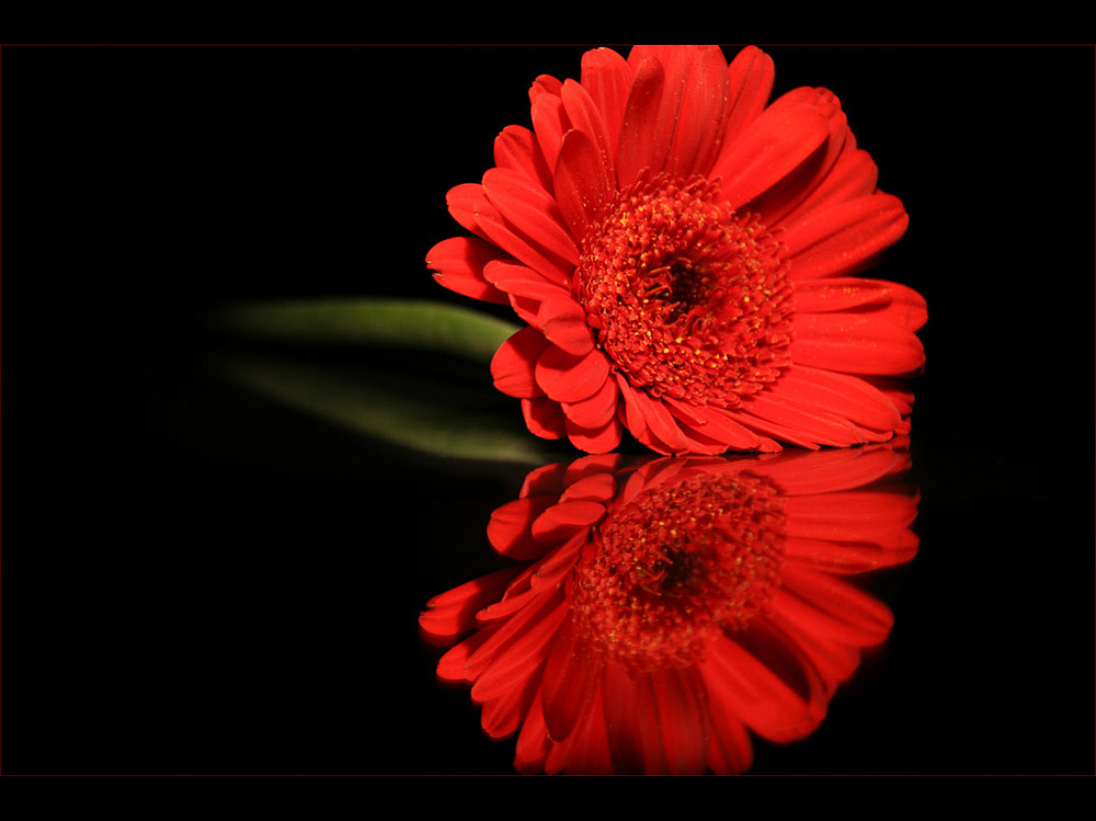 Red Flower