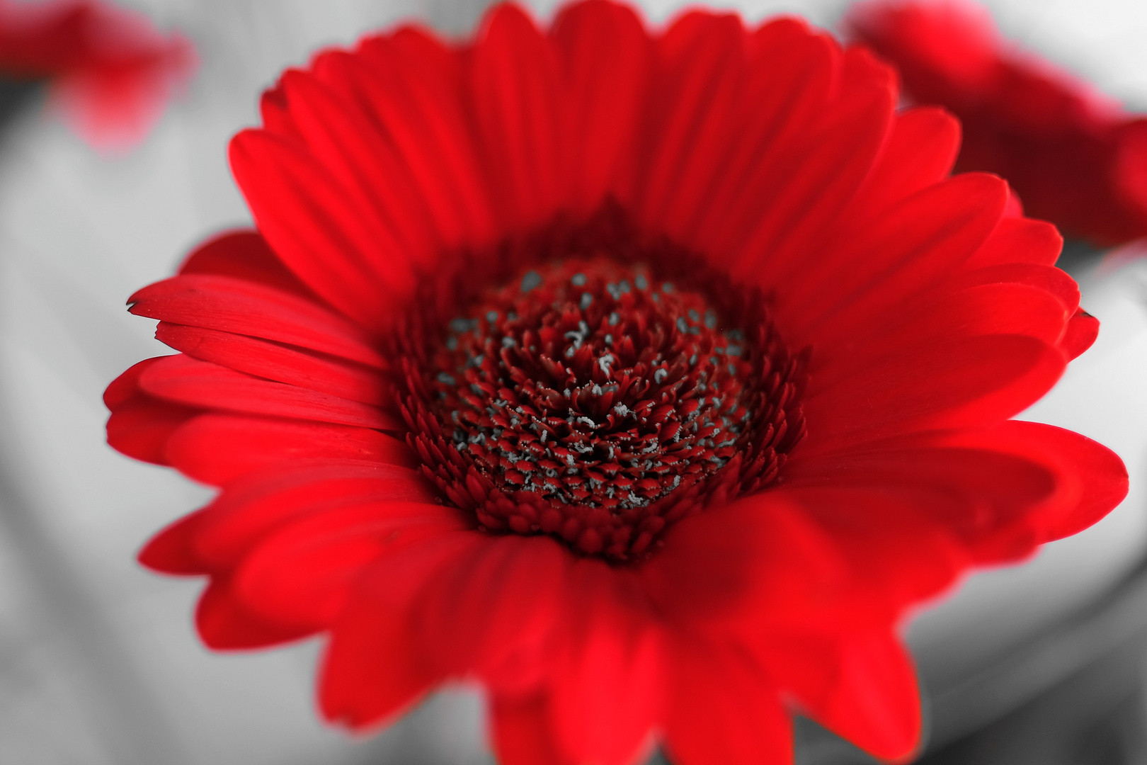 Red Flower