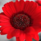 Red Flower