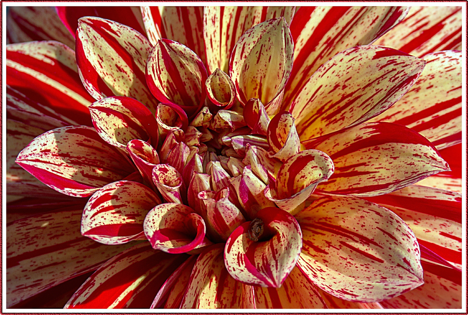 red flower