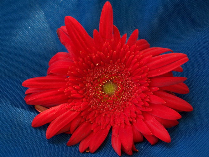 red flower