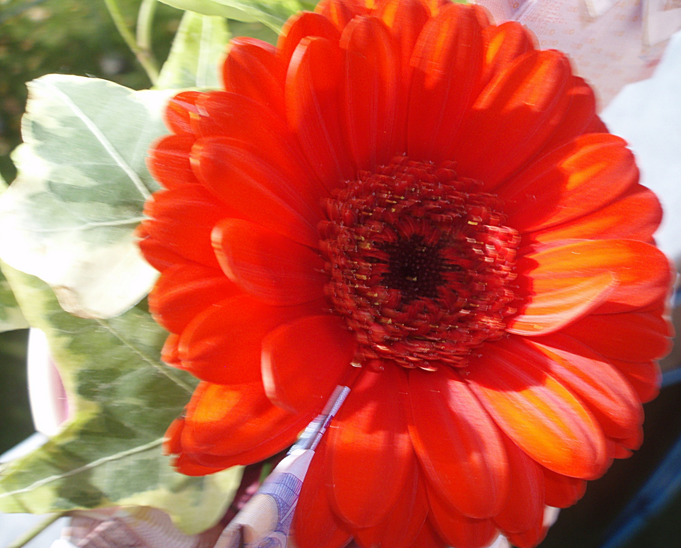 RED FLOWER