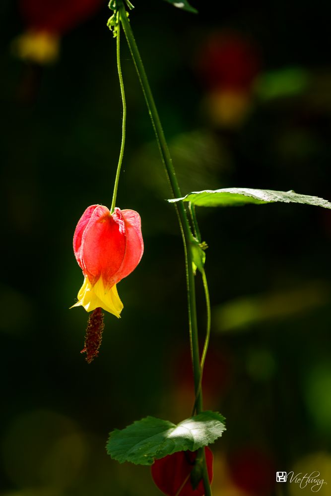 Red flower