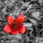 Red Flower ~ Expiration
