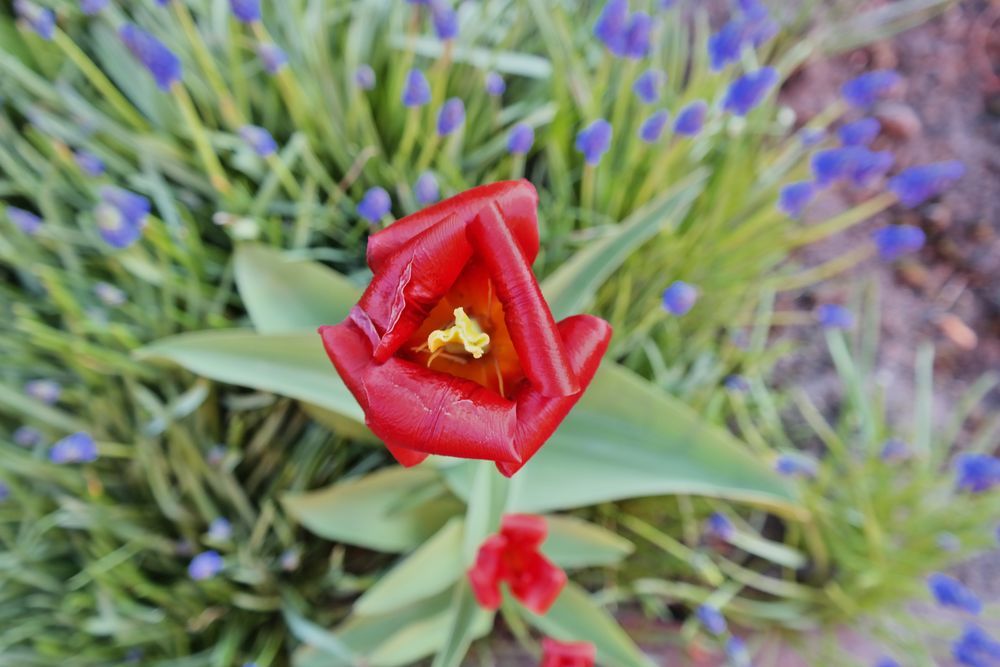 Red Flower