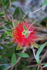 red flower