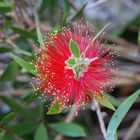 red flower