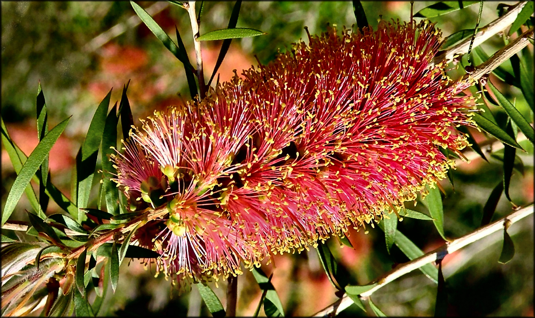 Red flower for flower day in FC