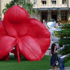 red flower in Monaco