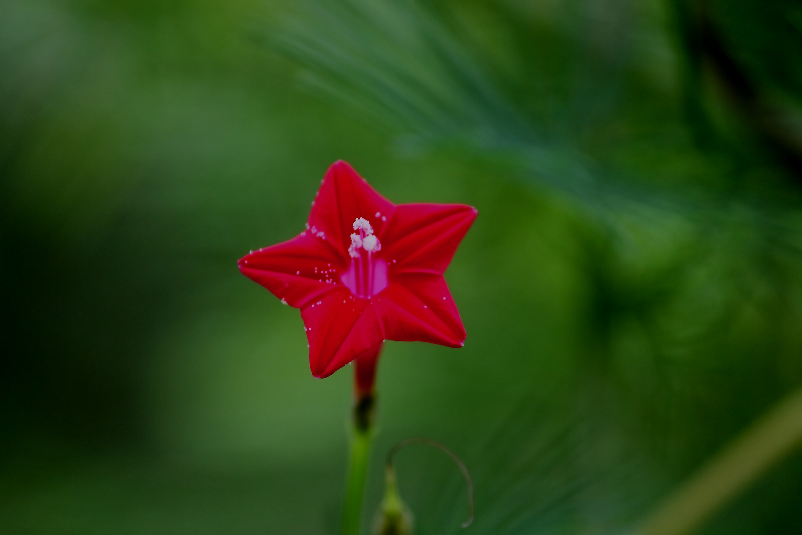 Red flower smiling :)