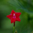 Red flower smiling :)