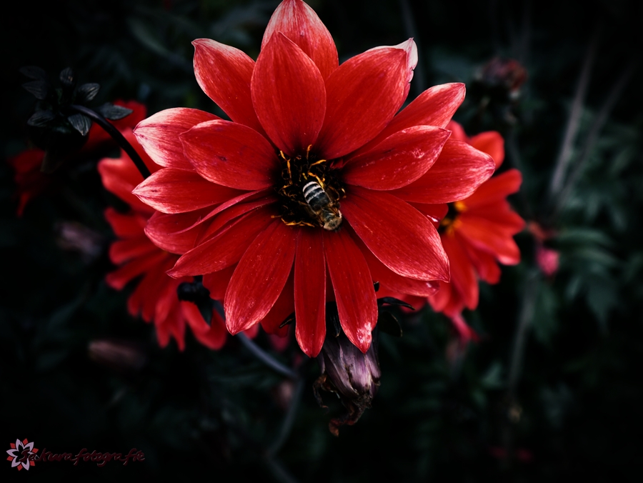 Red Flower with bee