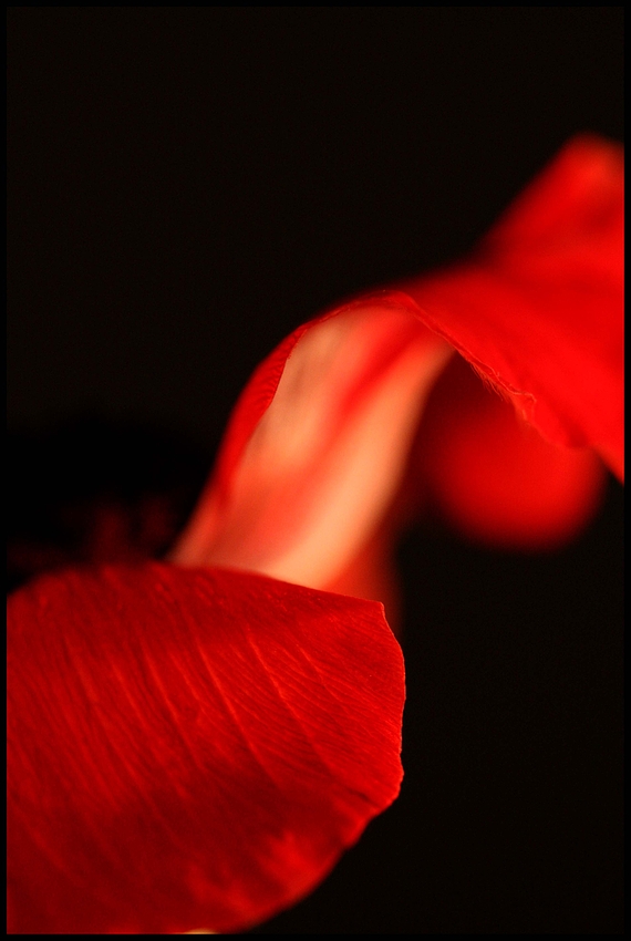 red flower4