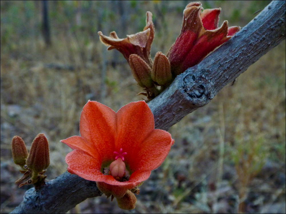 Red-Flowered Kurrajong