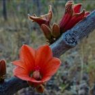 Red-Flowered Kurrajong