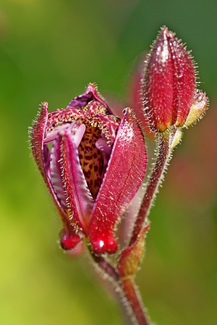 red flower,farden,flora,close-up,