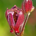 red flower,farden,flora,close-up,