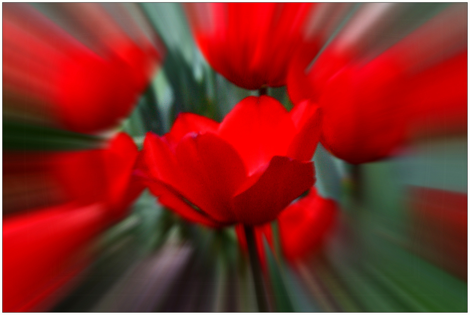 red flowering