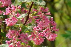 Red-flowering Currant