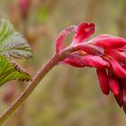 Red-flowering Currant