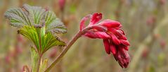 Red-flowering Currant