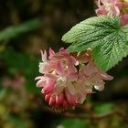 Red-flowering Currant.