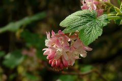 Red-flowering Currant.