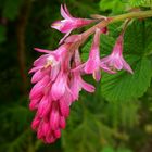 Red-flowering Currant