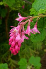 Red-flowering Currant