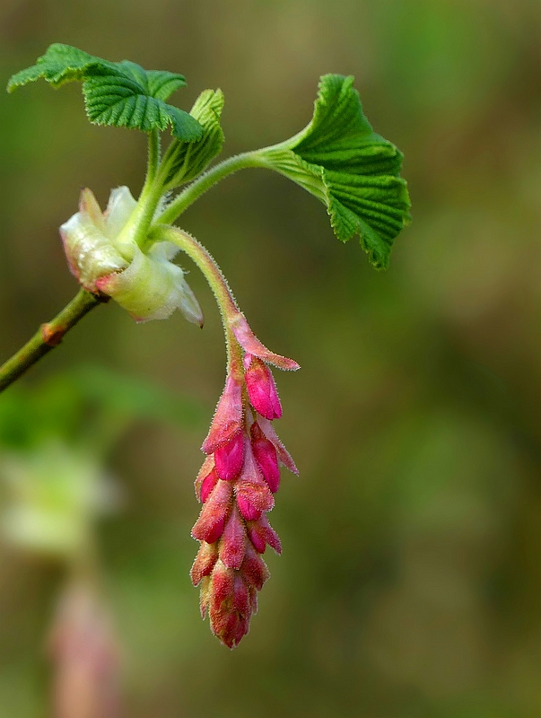 Red-flowering Currant