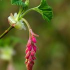 Red-flowering Currant